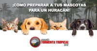 ¡Cómo preparar a tus mascotas para un huracán!